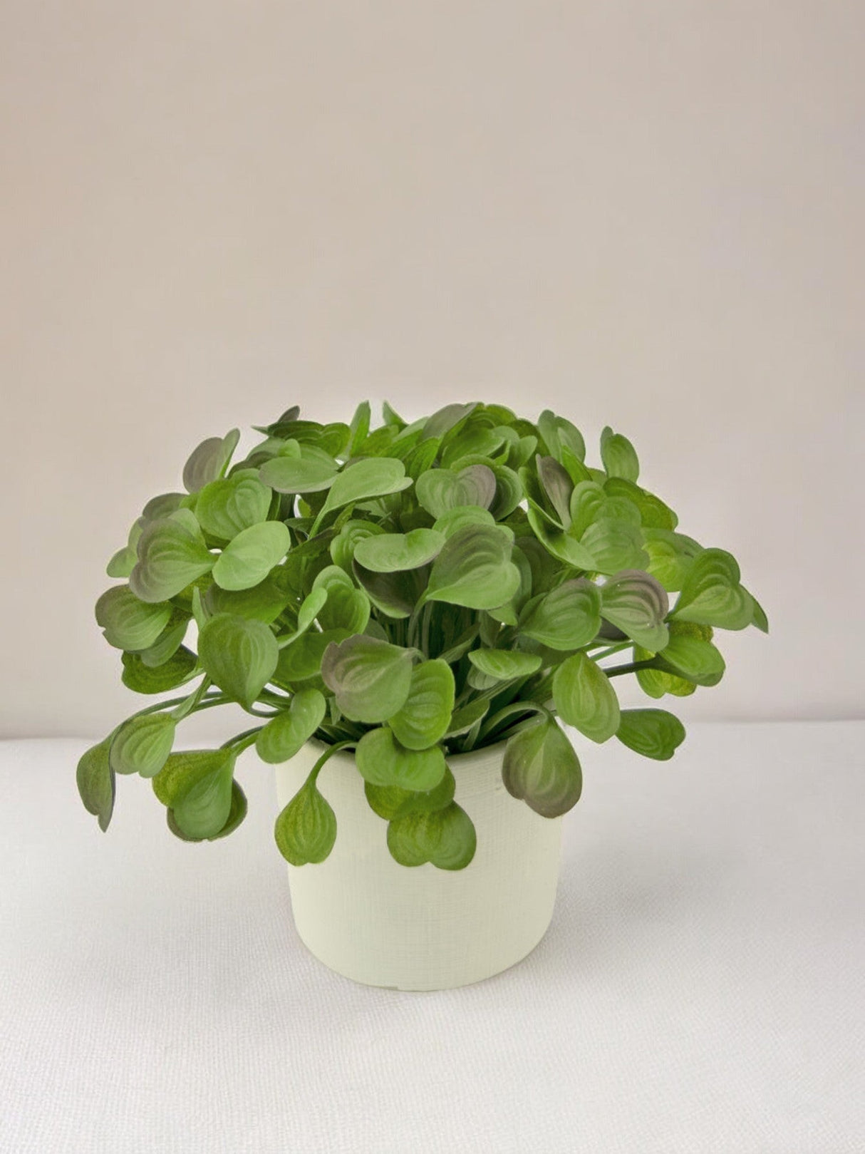 Livraison plante Peperomia - Plante verte artificielle