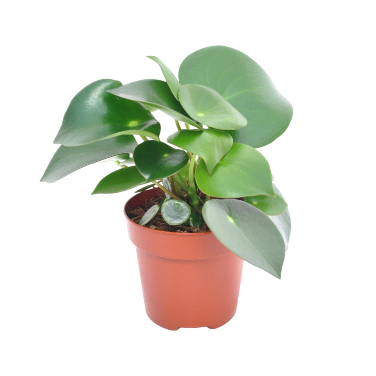 Livraison plante Peperomia Raindrop