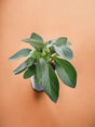 Livraison plante Peperomia Red Margin