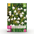 Livraison plante Perce - neige d'été Leucojum aestivum – Lot de 20 bulbes