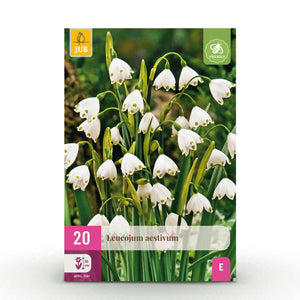Livraison plante Perce - neige d'été Leucojum aestivum – Lot de 20 bulbes