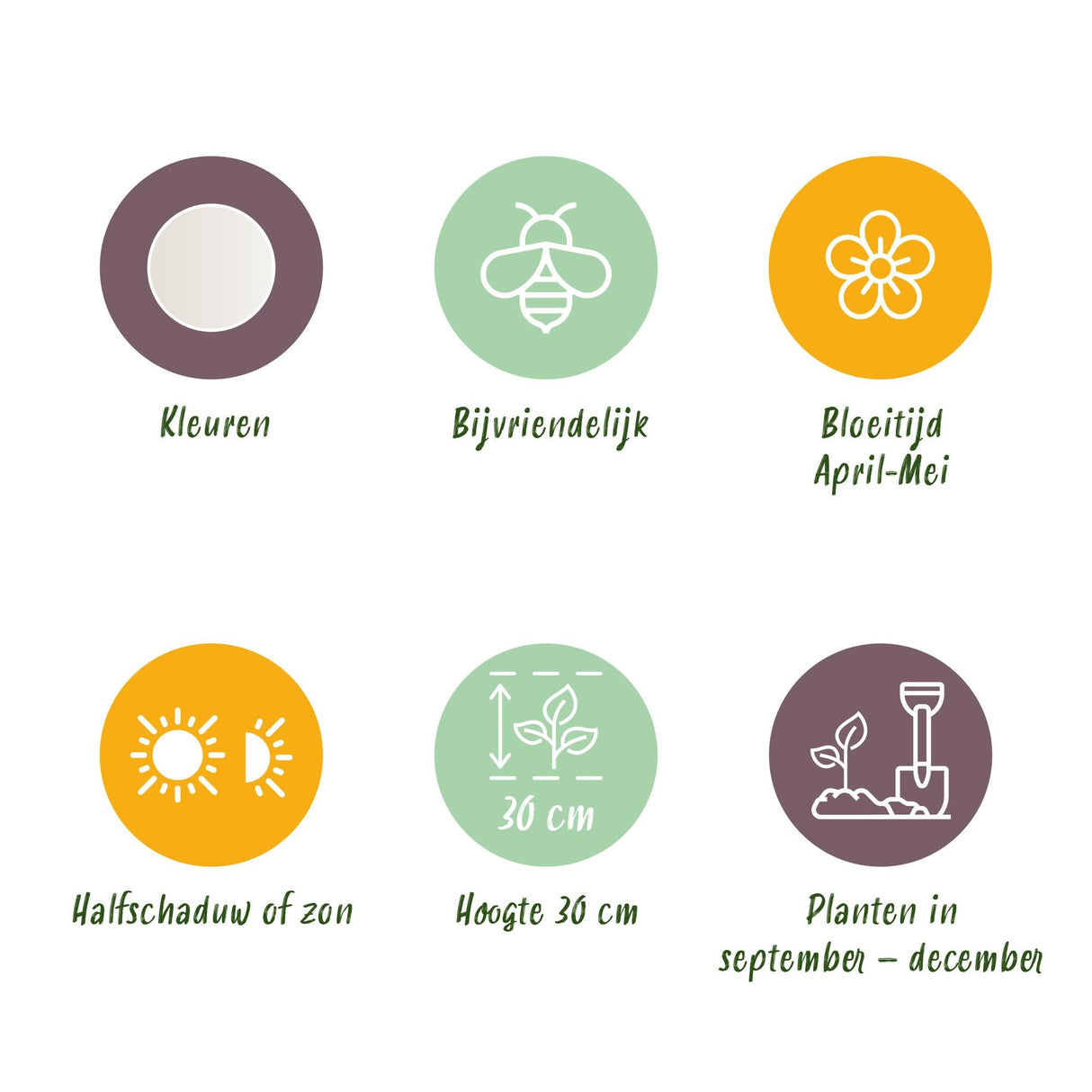 Livraison plante Perce - neige d'été Leucojum aestivum – Lot de 20 bulbes