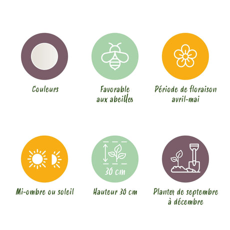 Livraison plante Perce - neige d'été Leucojum aestivum – Lot de 20 bulbes