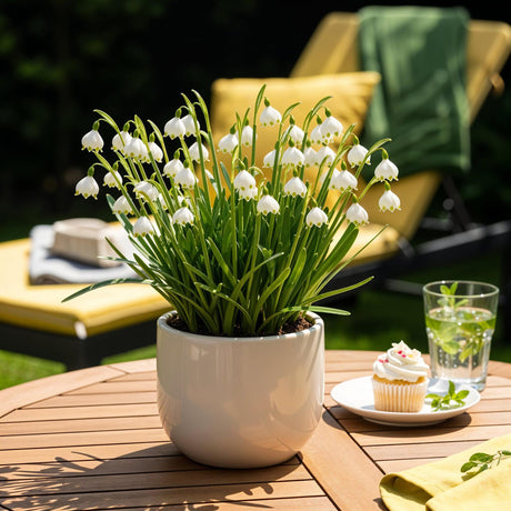 Livraison plante Perce - neige d'été Leucojum aestivum – Lot de 20 bulbes