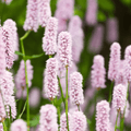 Persicaire (Persicaria Amplexicaulis) 'Alba'