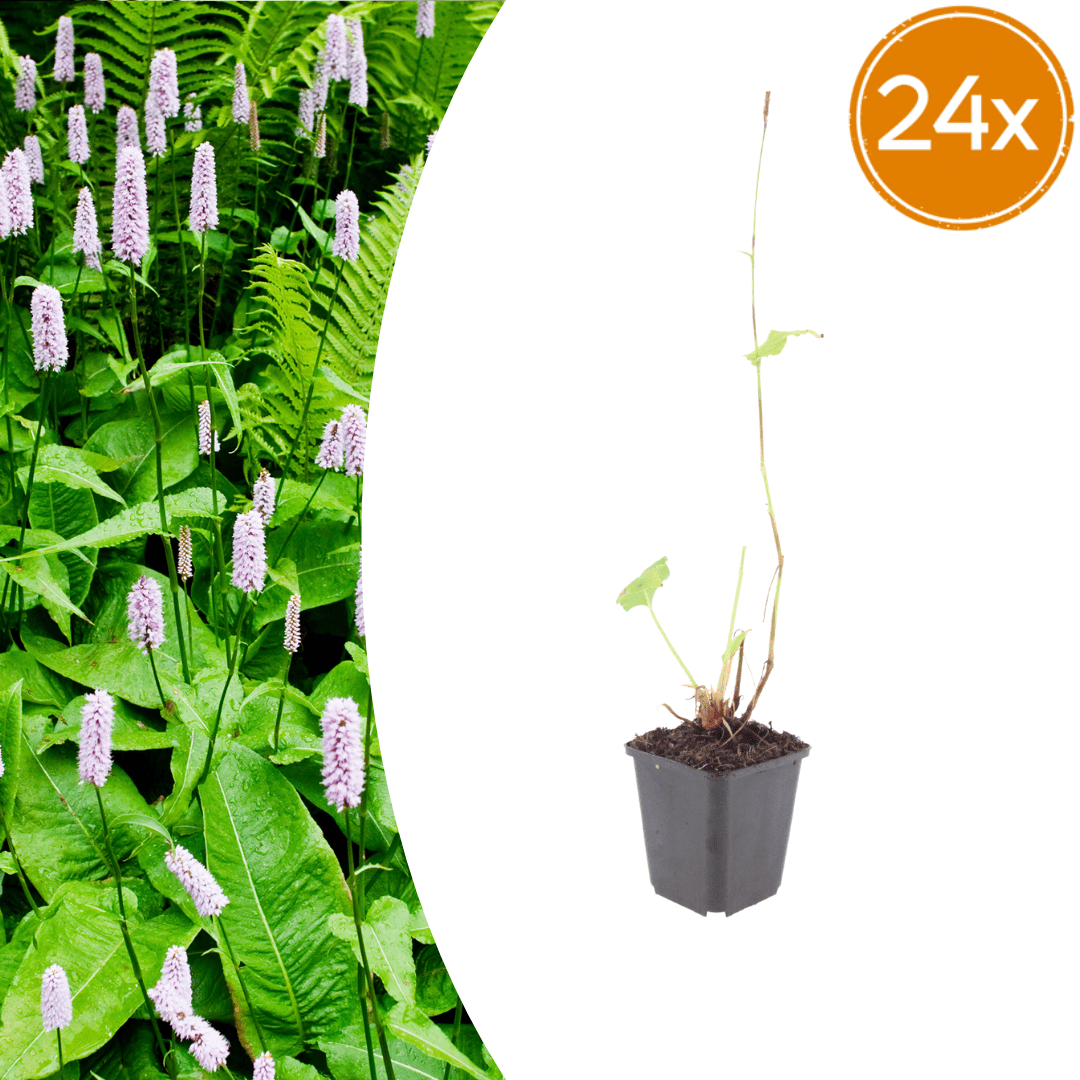 Livraison plante Persicaire blanche