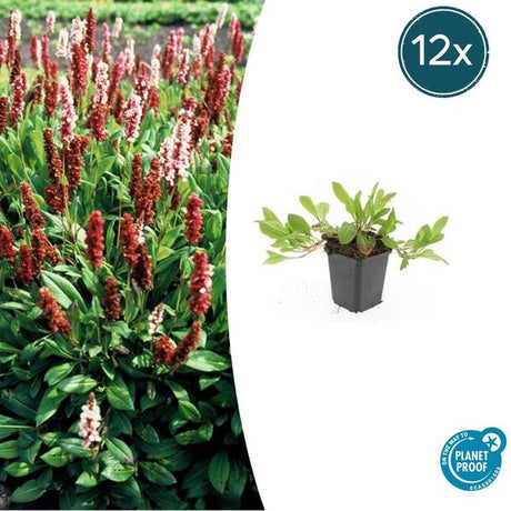 Livraison plante Persicaria Darjeeling Rouge