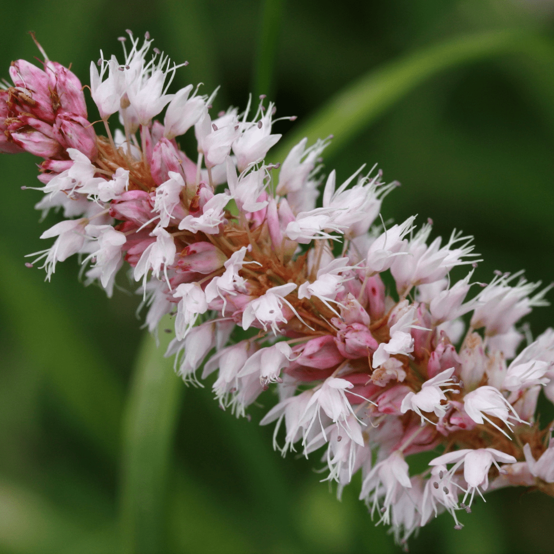 Livraison plante persicaria suberba