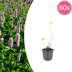 Livraison plante persicaria suberba