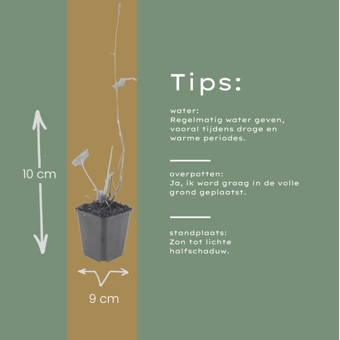 Livraison plante Persicaria superba