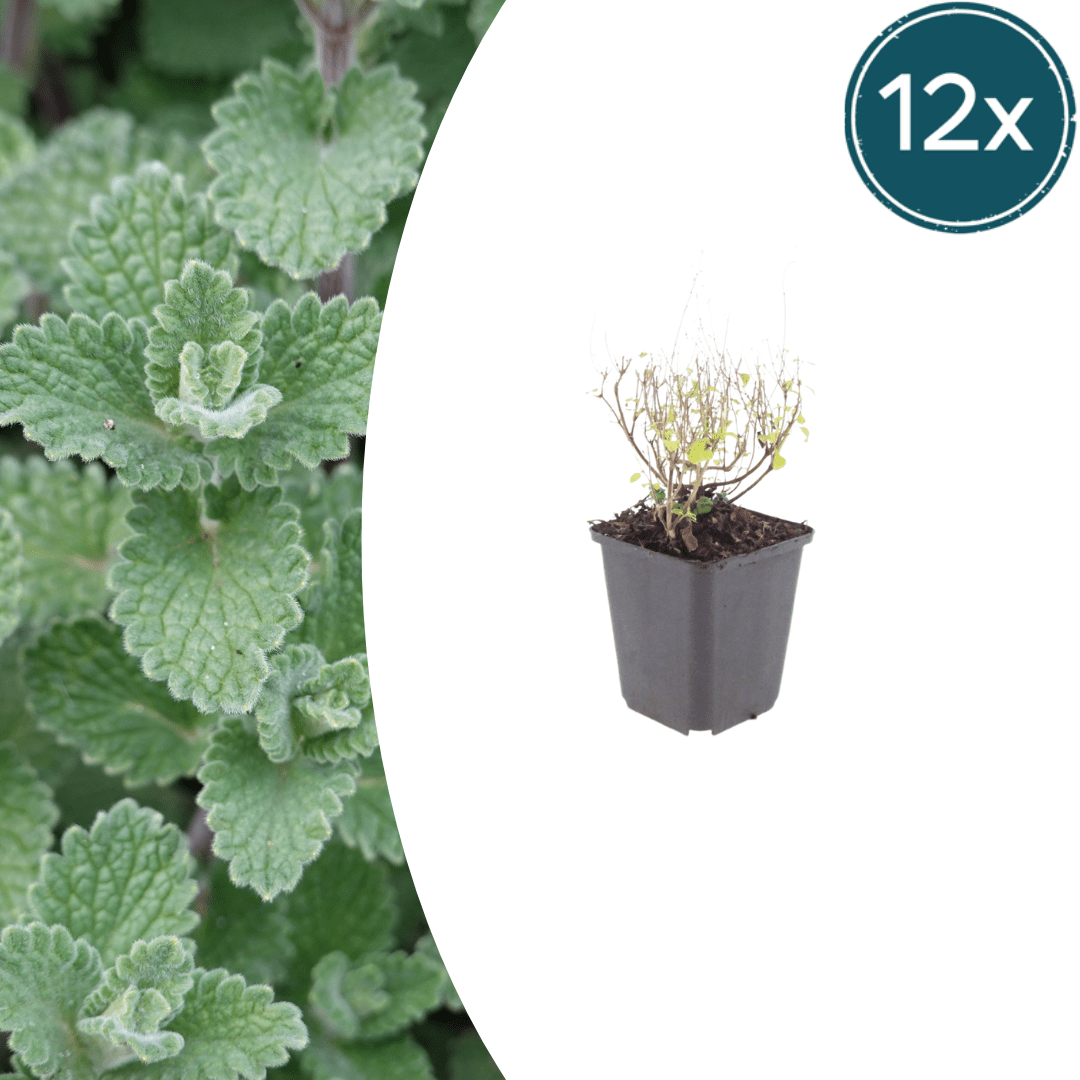 Livraison plante Petit calament