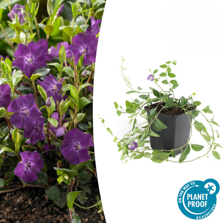 Livraison plante Petite Pervenche Atropurpurea