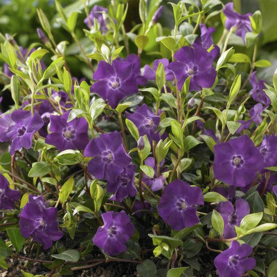 Petite Pervenche (Vinca minor) 'Atropurpurea'