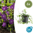 Livraison plante Petite Pervenche Atropurpurea