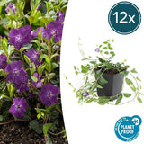 Livraison plante Petite Pervenche 'Atropurpurea'