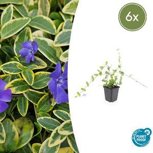 Livraison plante Petite Pervenche 'Blue and Gold'