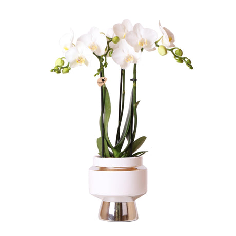 Livraison plante Phalaenopsis amabilis avec pot argenté Le Chic