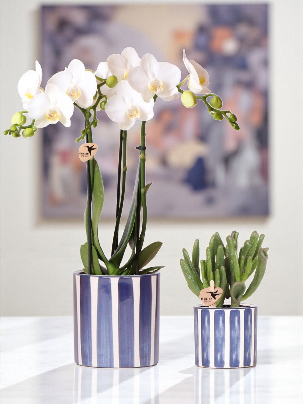 orchidee weisse kleine blüten Weiße Phalaenopsis Amabilis im bemalten, gestreiften, blauen Topf –  Sommereleganz