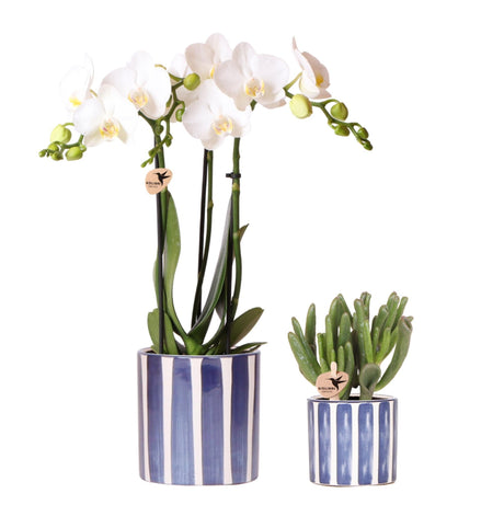 Livraison plante Phalaenopsis Amabilis blanche en pot Painted Stripe bleu