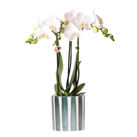 Livraison plante Phalaenopsis 'Amabilis' blanche + pot Painted Stripe vert