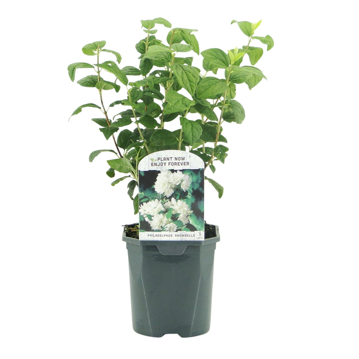 Livraison plante Philadelphus Snowbelle – Pot 17 cm – Hauteur 45 cm