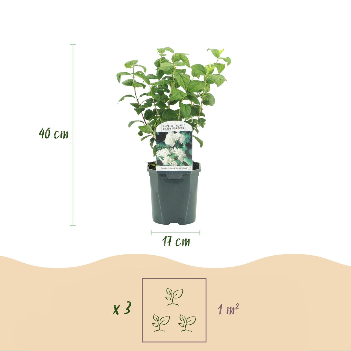Livraison plante Philadelphus Snowbelle – Pot 17 cm – Hauteur 45 cm