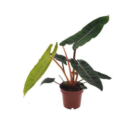 Livraison plante Philodendron Billietiae