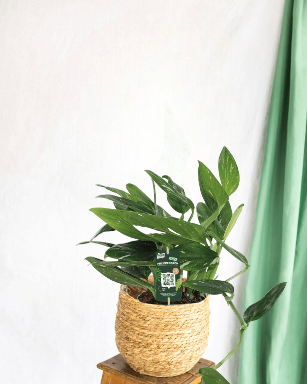 philodendron cobra ableger Philodendron Cobra – seltene und exotische Zimmerpflanze