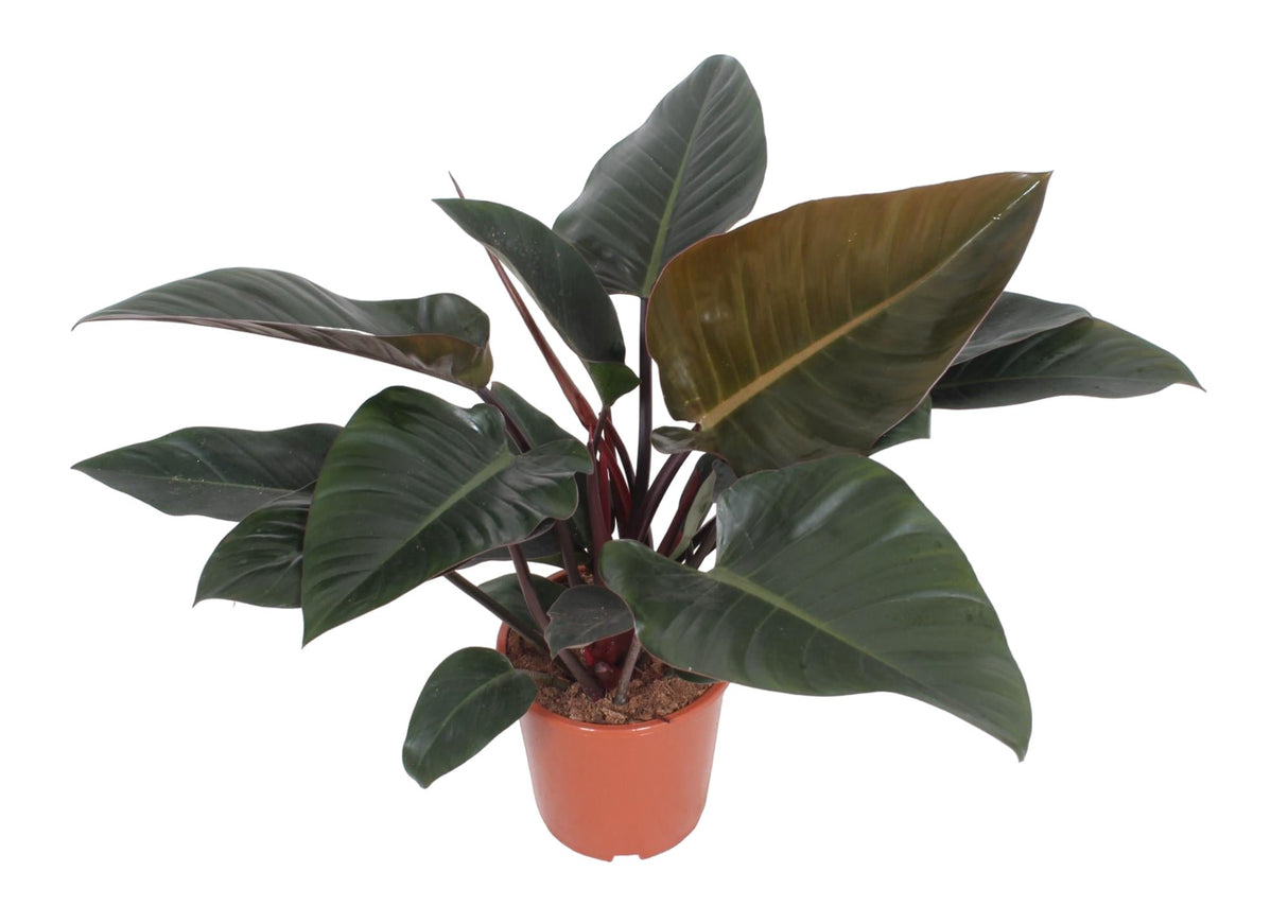 Livraison plante Philodendron Congo Red