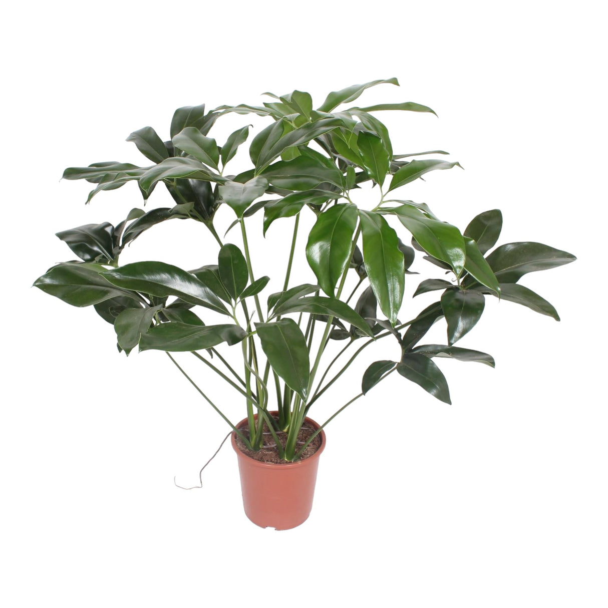 Livraison plante Philodendron Green Wonder