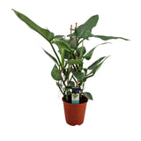 Livraison plante Philodendron Grey Pyramide