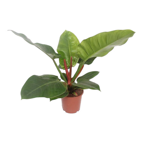 Livraison plante Philodendron Imperial Green