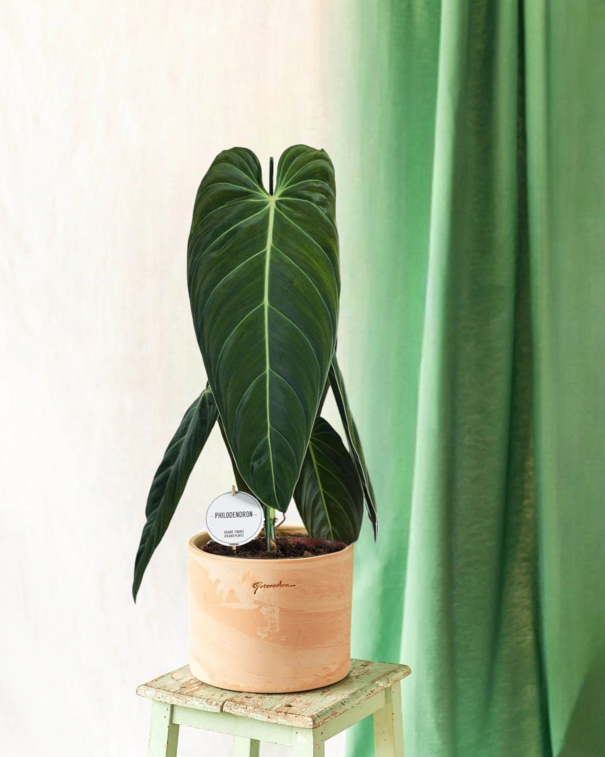 Philodendron Melanochrysum – Exotische Pflanze mit üppigem Blattwerk