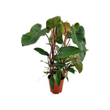 Livraison plante Philodendron Red Twins