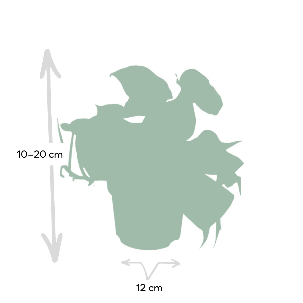 Livraison plante Philodendron Scandens Brasil - h15cm, Ø12cm - plante tombante