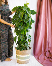 Livraison plante Philodendron Scandens h120cm