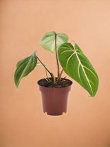 philodendron atom gelbe blätter Philodendron Selloum Atom – Elegante und einfache Zimmerpflanze
