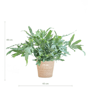 Livraison plante Phlebodium Aureum 'Blue Star' et son pot