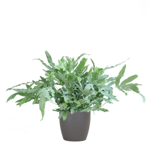 Livraison plante Phlebodium Aureum 'Blue Star' et son pot