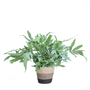 Livraison plante Phlebodium Aureum 'Blue Star' et son pot