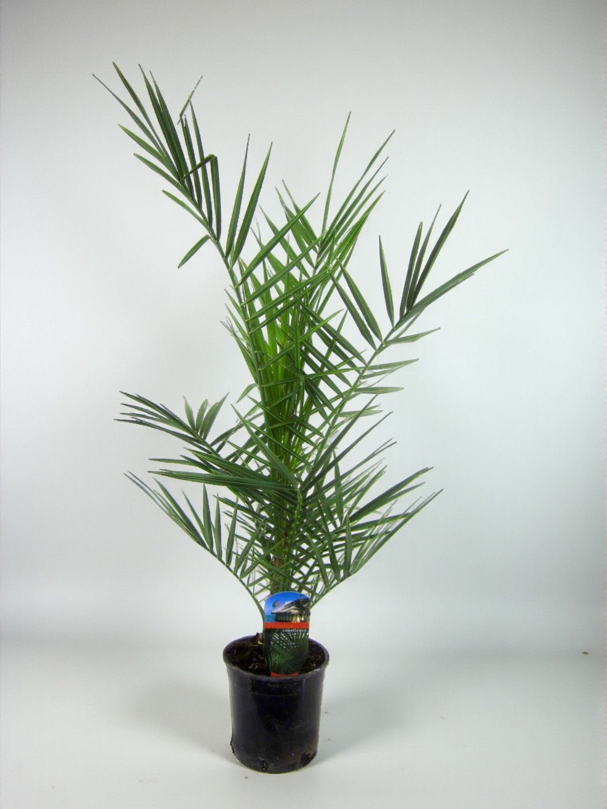 Livraison plante Phoenix Canariensis