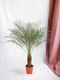 Livraison plante Phoenix Roebelenii