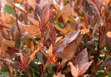 Livraison plante Photinia fras. 'Chico'® - ↨20cm - Ø13cm - arbuste extérieur