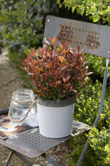 Livraison plante Photinia fras. 'Chico'® - ↨20cm - Ø13cm - arbuste extérieur