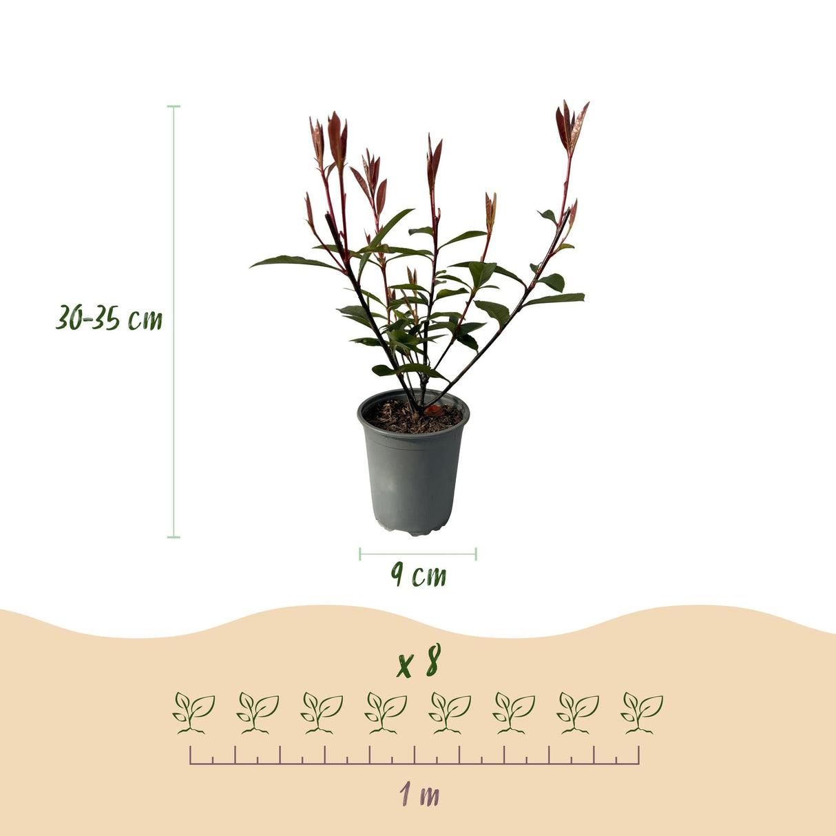 Livraison plante Photinia fraseri Carre Rouge – Lot de 8 – Hauteur 30 - 35 cm