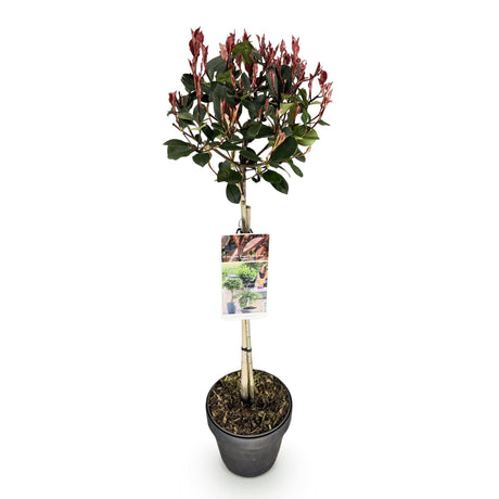 Livraison plante Photinia fraseri Little Red Robin – Pot 19cm – Hauteur 90cm