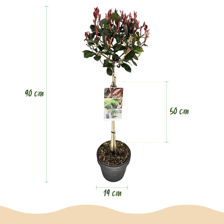 Livraison plante Photinia fraseri Little Red Robin – Pot 19cm – Hauteur 90cm