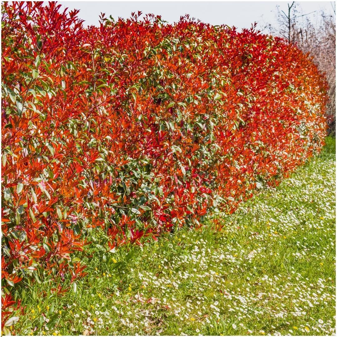 Photinia fraseri 'Red Robin' - Set van 6 voor een kleurrijke tuin