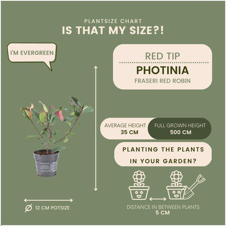 Livraison plante Photinia fraseri 'Red Robin' - Lot de 6