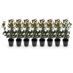 Livraison plante Photinia Little Red Robin – Lot de 8 – Hauteur 30 cm